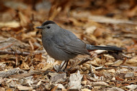 Grey Catbird (Adult)