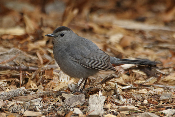 Grey Catbird (Adult)