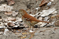 Brown Thrasher