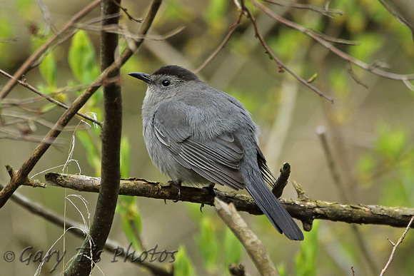 Grey Catbird (Adult)