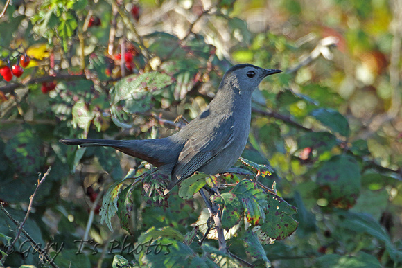 Grey Catbird (1st Winter)