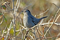 Grey Catbird (1st Winter)