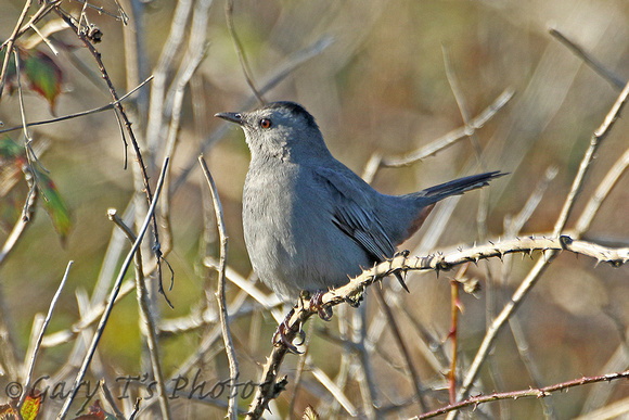 Grey Catbird (1st Winter)