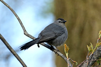 Grey Catbird (Adult)