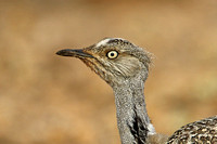 Houbara Bustard (subspecies fuertaventurae)