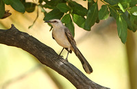 Tropical Mockingbird