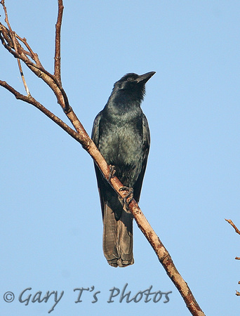 Sinaloa Crow