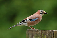 Eurasian Jay (Garrulus glandarius)