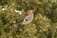 Eurasian Jay (Garrulus glandarius)