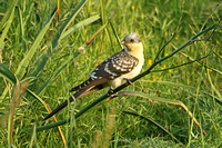 Great Spotted Cuckoo (Adult Summer)