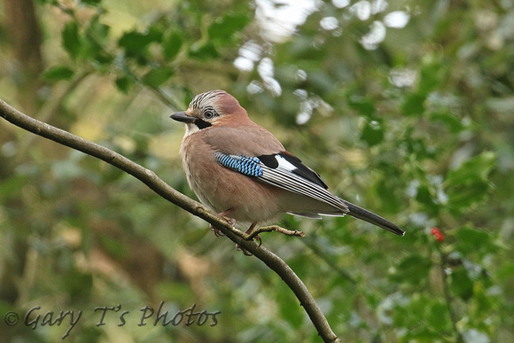 Eurasian Jay (Garrulus glandarius)