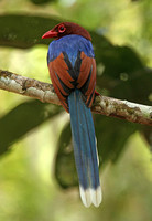 Sri Lanka Blue Magpie