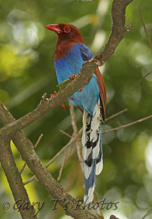 Sri Lanka Blue Magpie