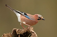 Eurasian Jay (Garrulus glandarius)