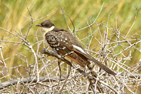 Great Spotted Cuckoo (1st Summer)