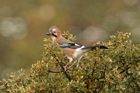 Eurasian Jay (Garrulus glandarius)