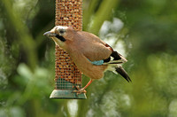 Eurasian Jay (Garrulus glandarius)