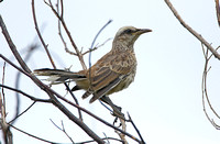 Chalk-browed Mockingbird (Juvenile)