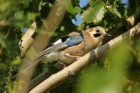 Eurasian Jay (Garrulus glandarius ssp. atricapillus)