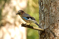 Eurasian Jay (Garrulus glandarius)