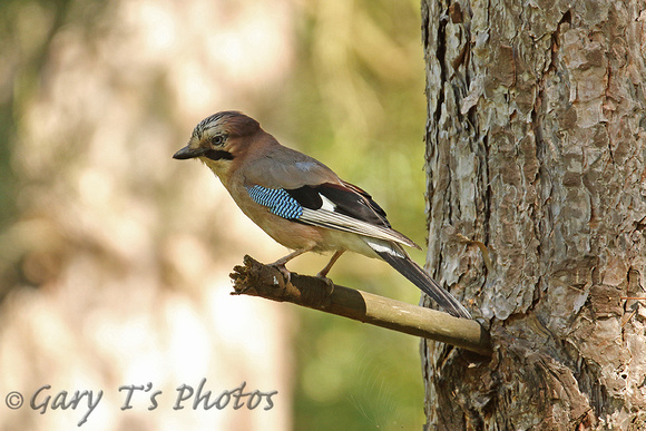 Eurasian Jay (Garrulus glandarius)