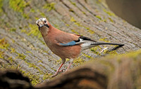 Eurasian Jay (Garrulus glandarius)