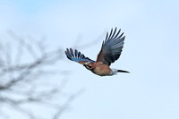 Eurasian Jay (Garrulus glandarius)