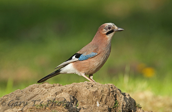 Eurasian Jay (Garrulus glandarius)