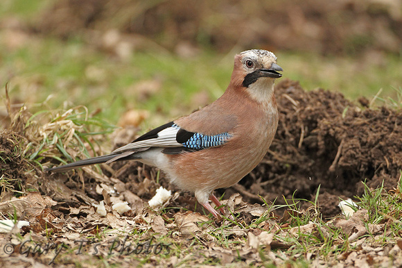 Eurasian Jay (Garrulus glandarius)