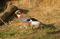 Eurasian Jay (Garrulus glandarius)