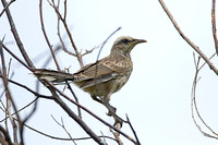 Chalk-browed Mockingbird (Juvenile)