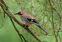 Eurasian Jay (Garrulus glandarius)