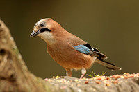 Eurasian Jay (Garrulus glandarius)