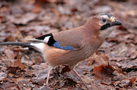 Eurasian Jay (Garrulus glandarius)