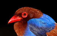 Sri Lanka Blue Magpie