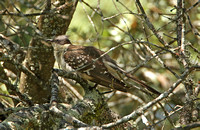 Great Spotted Cuckoo (Adult)