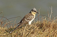 Great Spotted Cuckoo (1st Summer)