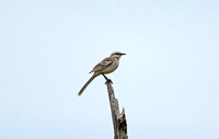 Chalk-browed Mockingbird (Adult)