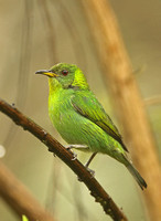 Green Honeycreeper (Female)