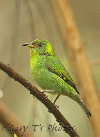 Green Honeycreeper (Female)