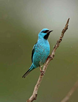 Blue Dacnis (Male)