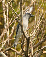 Large Cuckooshrike (Male)