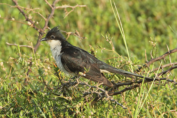 Jacobin Cuckoo (Adult)