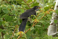 Jacobin Cuckoo (Juvenile)