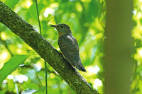 Rusty-breasted Cuckoo (1st Winter)