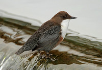 Dippers & Wrens