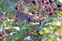 Common Rosefinch (1st Winter)