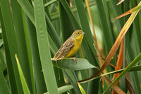 Grassland Yellow Finch (Male)