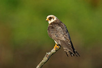 Red-footed Falcon (1st Summer Female)