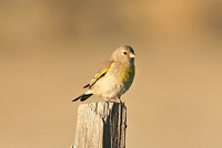 Lawrences Goldfinch (Female)